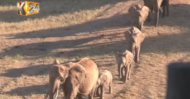 Heartbroken Elephants Mourn Their Baby in a Human-Like Funeral Procession