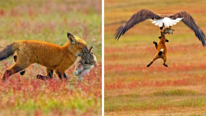 Photographer Captures Epic Battle Between Fox and Eagle Over a Rabbit, Intensifying with Every Shot