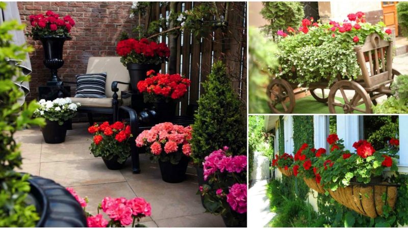 Transform Your Garden with 34 Breathtaking Geranium Landscaping Ideas